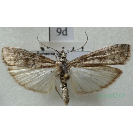 Dioryctria simplicella Heinemann, 1863 Szyszeń sosnowy, omacnica sosnowa Czech9d